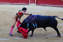 Bull fighting, torero stabbing bull with estoque sword, during the final stage of the bull fight, Tercio de Muerte. Plaza de Toros, Valencia, Spain. July 2014.
