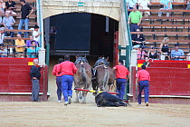 Dead bull dragged out of the bull fighting ring by mules, Plaza de Toros, Valencia, Spain. July 2014.