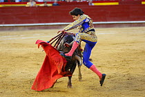 Bull fighting, torero leaping over bull. Bull has barbs / banderillas, embedded shoulder from Tercio de Banderillas round of the bullfight. Plaza de Toros, Valencia, Spain. July 2014.