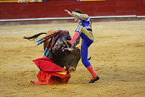 Bull fighting, torero leaping over bull Bull has barbs / banderillas, embedded shoulder from Tercio de Banderillas round of the bullfight. Plaza de Toros, Valencia, Spain. July 2014.