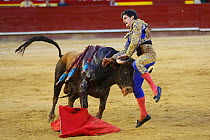 Bull fighting, torero leaping whilst holding the horns of the bull. Bull has barbs / banderillas, embedded shoulder from Tercio de Banderillas round of the bullfight. Plaza de Toros, Valencia, Spain....