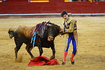 Bull fighting, torero grabbing bull by the horns. Bull has barbs / banderillas, embedded shoulder from Tercio de Banderillas round of the bullfight. Plaza de Toros, Valencia, Spain. July 2014.