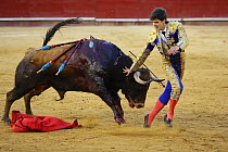 Bull fighting, bull with barbs / banderillas, embedded  shoulder from Tercio de Banderillas round of the bullfight, charging at Torero. Plaza de Toros, Valencia, Spain. July 2014.