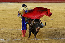 Bull fighting, bull running at cape, Plaza de Toros, Valencia, Spain. July 2014.
