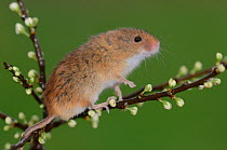 Harvest mouse (Micromys minutus) climbing on hawthorn buds, Devon, UK. April. Captive