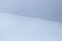 Mountain hare (Lepus timidus) on snow-covered mountainside, Cairngorms National Park, Scotland. January.