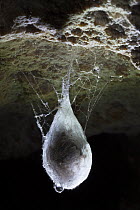 Egg sac of European Cave Spider (Meta menardi) suspended from roof of limestone cave. Plitvice Lakes National Park, Croatia. January.
