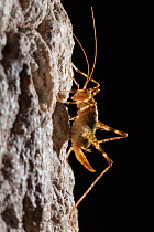 Cave Cricket female (Troglophilus cavicola) on the side of stalactite in limestone cave. Plitvice Lakes National Park, Croatia. January.