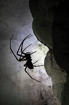 European Cave Spider (Meta menardi) in limestone cave. Plitvice Lakes National Park, Croatia. January.