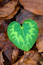 Heart-shaped leaf of Alpine Cyclamen {Cyclamen purpurascens}. Plitvice Lakes National Park, Croatia. January.