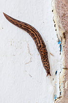 Great grey / Leopard slug (Limax maximus) on wall, Derbyshire, UK. November.