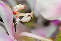 Malaysian orchid mantis nymph (Hymenopus coronatus)  camouflaged on an orchid. Captive. Occurs in Malaysia.