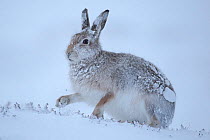 Mountain hare (Lepus timidus) on snow, Cairngorms National Park, Scotland. January.
