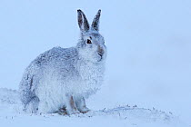 Mountain hare (Lepus timidus) on snow, Cairngorms National Park, Scotland. January.