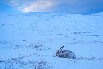 Wide angle view of Mountain hare (Lepus timidus) on snow, Cairngorms National Park, Scotland. January.