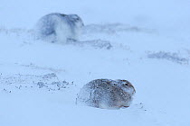 Two Mountain hares (Lepus timidus) on snow, Cairngorms National Park, Scotland. January.