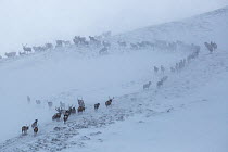 Red deer herd (Cervus elaphus) moving over mountain ridge in heavy snow. Cairngorms National Park, Scotland. January.