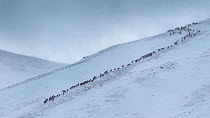 Red deer herd (Cervus elaphus) moving over mountain ridge in heavy snow. Cairngorms National Park, Scotland. January. Digitally stitched panorama.