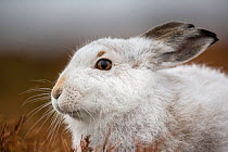 Mountain hare (Lepus timidus), Cairngorms National Park, Scotland. January.