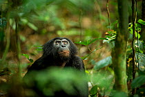 Male Bonobo (Pan paniscus) looking up, Max Planck research site LuiKotale in Salonga National Park, Democratic Republic of Congo.