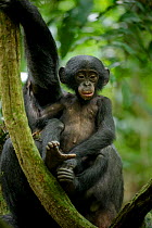 Bonobo (Pan paniscus) baby sitting next to its mother, Max Planck research site, LuiKotale, Salonga National Park, Democratic Republic of Congo.