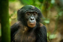 Male Bonobo (Pan paniscus), Max Planck research site, LuiKotale, Salonga National Park, Democratic Republic of Congo.