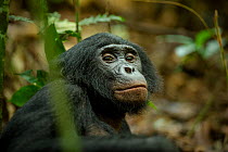 Male Bonobo (Pan paniscus) resting on the ground, Max Planck research site, LuiKotale, Salonga National Park, Democratic Republic of Congo.