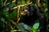 Bonobo (Pan paniscus) chewing vegetation, Max Planck research site LuiKotale in Salonga National Park, Democratic Republic of Congo.