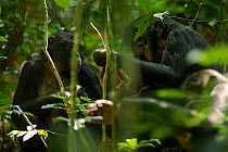 Bonobos (Pan paniscus) sharing meat (probably duiker sp) between other adults, Max Planck research site, LuiKotale, Salonga National Park, Democratic Republic of Congo.