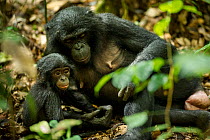 Female Bonobo (Pan paniscus) resting with her infant, Max Planck research site LuiKotale in Salonga National Park, Democratic Republic of Congo.