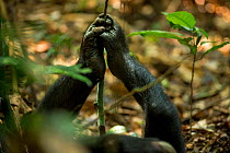 Bonobo (Pan paniscus) resting with stick held in feet, Max Planck research site, LuiKotale, Salonga National Park, Democratic Republic of Congo.