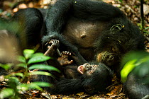 Female Bonobo (Pan paniscus) tickling her infant, Max Planck research site LuiKotale,  Salonga National Park, Democratic Republic of Congo.