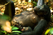 Female Bonobo (Pan paniscus) resting with her infant, Max Planck research site, LuiKotale, Salonga National Park, Democratic Republic of Congo.