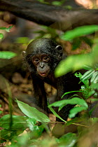 Bonobo (Pan paniscus) baby, Max Planck research site LuiKotale in Salonga National Park, Democratic Republic of Congo.