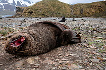 Antarctic fur seal (Arctocephalus gazella) male yawning on beach, South Georgia Island.