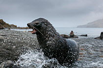 Antarctic fur seal (Arctocephalus gazella) male charging up a small river, South Georgia island.