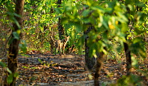 Indian jungle cat (Felis chaus) in Bandhavgarh National Park, India.