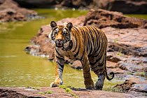 Female Bengal tiger (Panthera tigris) juvenile walking out of a pool, Bandhavgarh National Park, India.