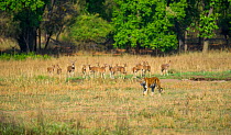 Female Bengal tiger (Panthera tigris) 'Kankuti' walking, with Chital deer (Axis axis) Bandhavgarh National Park, India.