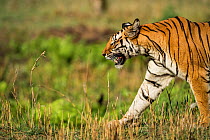 Female Bengal tiger (Panthera tigris) 'Kankuti' walking in Bandhavgarh National Park, India.