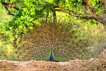 Male Indian peafowl (Pavo cristatus) displaying to attract a female, Bandhavgarh National Park, India.