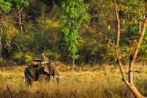 Mahout riding a domestic Indian Elephant (Elephas maximus indicus) whilst it drink from a river, Bandhavgarh National Park, India.