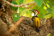 Lesser Goldenback Woodpecker (Dinopium benghalense) perching, Bandhavgarh National Park, India.