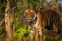 Male Bengal Tiger (Panthera tigris) , Bandhavgarh National Park, India.