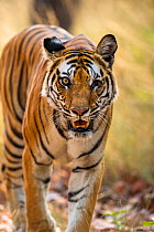 Bengal tiger (Panthera tigris) 'Kankuti' with eye missing, walking in Bandhavgarh National Park, India.