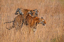 Bengal Tiger (Panthera tigris) six month old cub jumping on its mother, Bandhavgarh National Park, India.