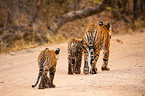 Bengal tiger (Panthera tigris) cubs following their mother, Bandhavgarh National Park, India.