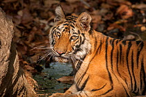 Bengal tiger (Panthera tigris) sub adult, portrait, Bandhavgarh National Park, India.