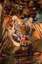 Bengal tiger (Panthera tigris) sub adult grooming paws, Bandhavgarh National Park, India.