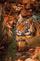 Bengal tiger (Panthera tigris) sub adult resting on paws, Bandhavgarh National Park, India.